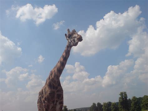 Why a Giraffe's Neck Is Long | HubPages