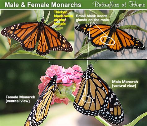 Monarch Butterfly, life cycle, migration, tagging, size, Monarch ...