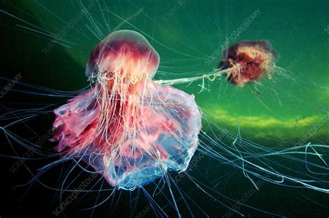 Jellyfish feeding - Stock Image - C021/6792 - Science Photo Library