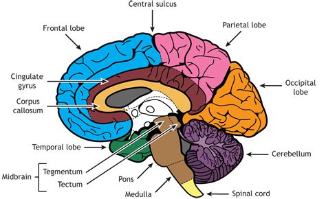 Internal Brain Anatomy – Foundations of Neuroscience