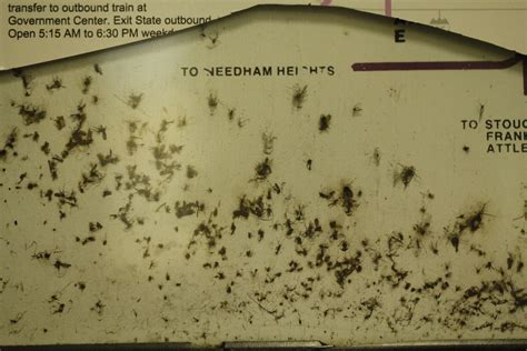 Orange Line Mosquito Nest | A bunch of smashed mosquitoes in… | Flickr