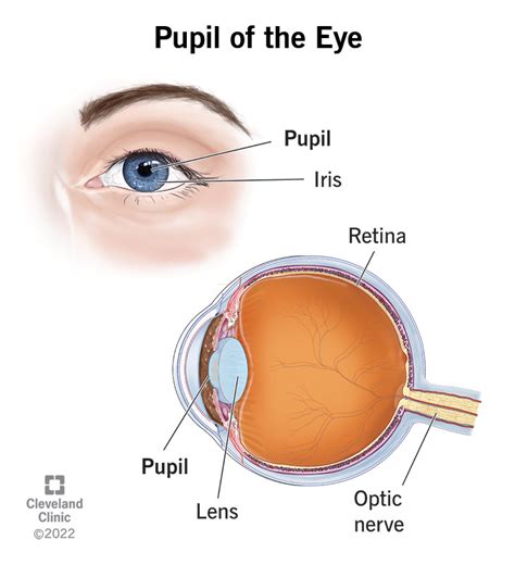 Pupil of the Eye: Definition, Anatomy & Function