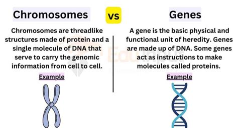 Difference Between Chromosomes and Genes