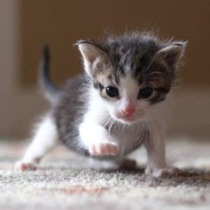 Home - Kitten Korner Rescue, Inc.