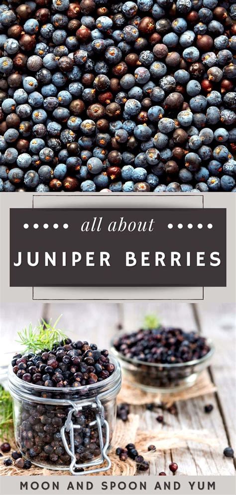 All About Juniper Berries + 11 Delicious Juniper Berry Recipes | Recipe ...