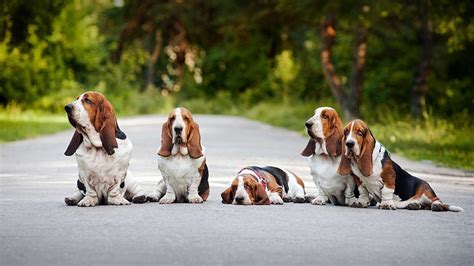 Basset Hound Training Guide | Our Deer