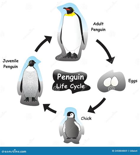 Penguin Life Cycle Infographic Diagram Stock Vector - Illustration of ...