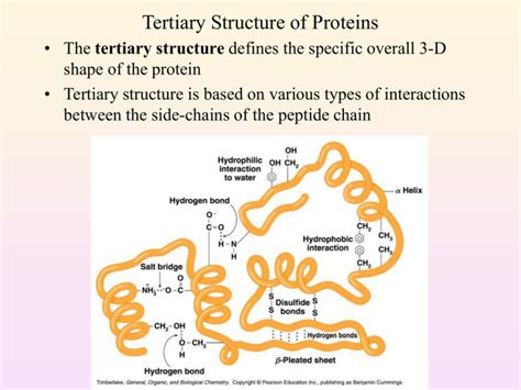 Which Best Describes the Tertiary Structure of a Protein