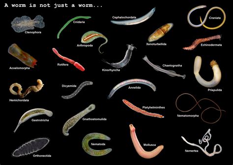 Types Of Worms