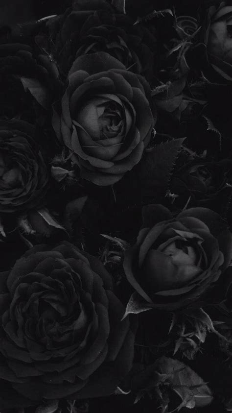 Aesthetic Iphone 7 Black Rose Wallpaper - meudiariotapado