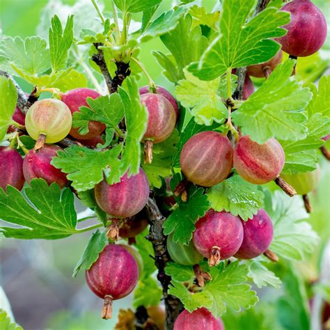 Hardy & Fruitful Gooseberry Bare Root Plants for Sale | Pixwell – Easy ...