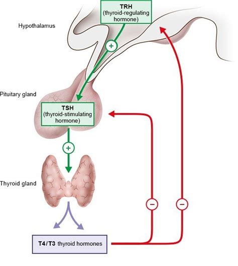 What do hormones do? | informedhealth.org