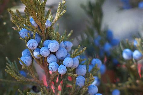 12 Science-Backed Health Benefits of Juniper Berries - How To Ripe