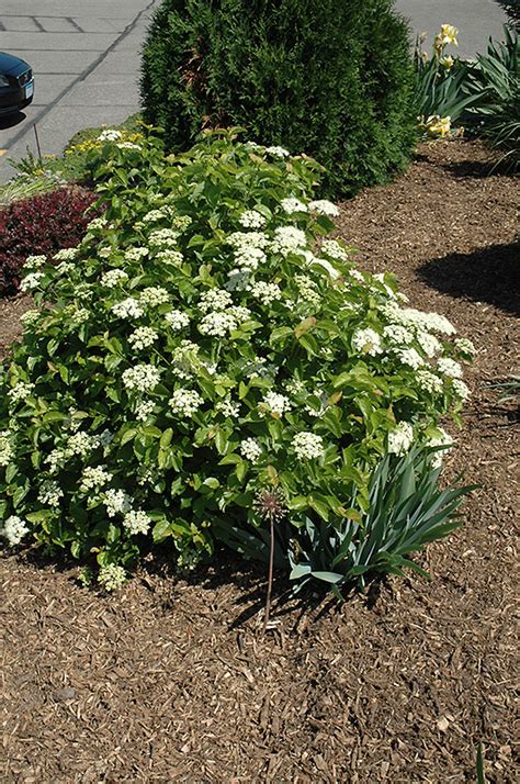 Blue Muffin® Viburnum (Viburnum dentatum 'Christom') in Columbus Dublin ...