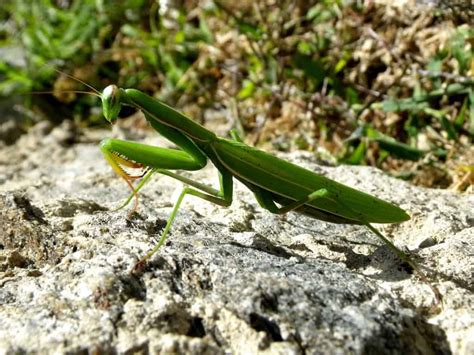 40 Surprising Praying Mantis Facts You Probably Didn't Know About