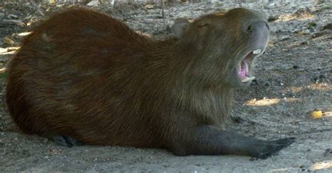 Capybara Teeth: Everything You Need to Know - IMP WORLD