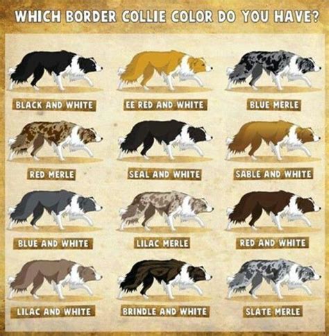 Border Collie Colors