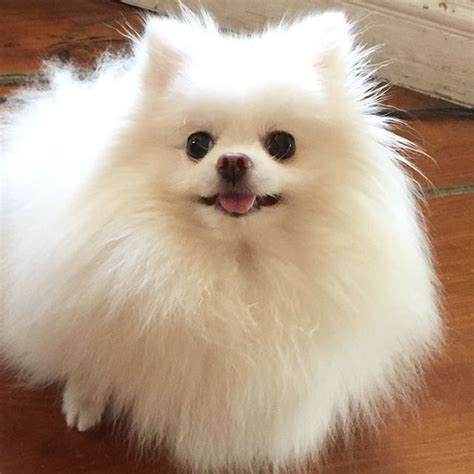 organize your instagram feeds | Pomeranian puppy, Cute animals ...