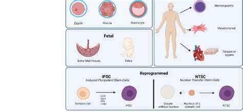 Stem cell sources in the different stages of human development and stem ...