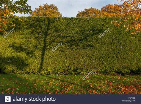 Leylandii Hedge Stock Photos & Leylandii Hedge Stock Images - Alamy