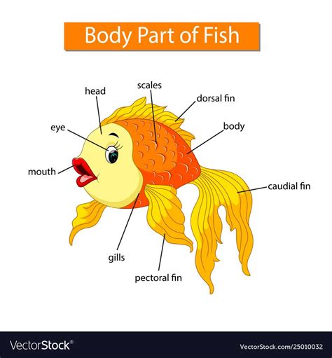 Diagram showing body part fish vector image on VectorStock in 2024 ...