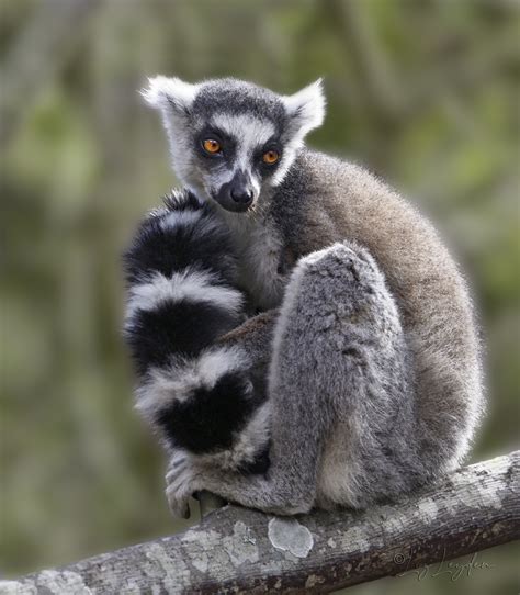 Ring-tailed Lemur – Liz's World