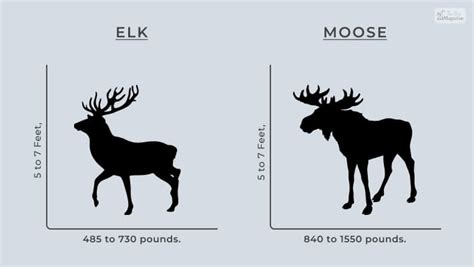 Elk vs Moose Size Comparison: Exploring the Giants of the Forest