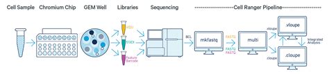 What is Cell Ranger for Immune Profiling? -Software -Single Cell Immune ...