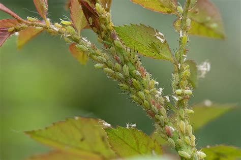 How to Control Aphids on Roses | Gardener’s Path