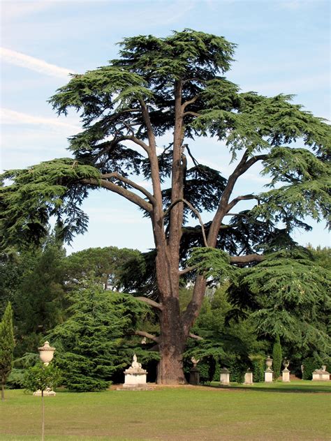 Cedar Tree Free Stock Photo - Public Domain Pictures