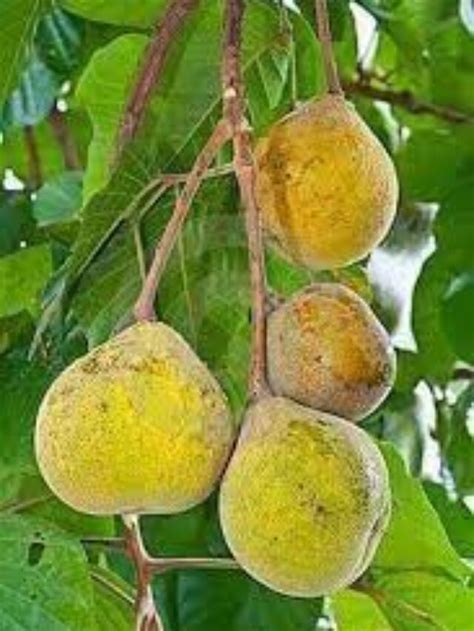 5 Health Benefits of Santol Fruit