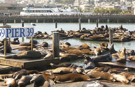 USA, California, San Francisco, sea lions lying on pier stock photo