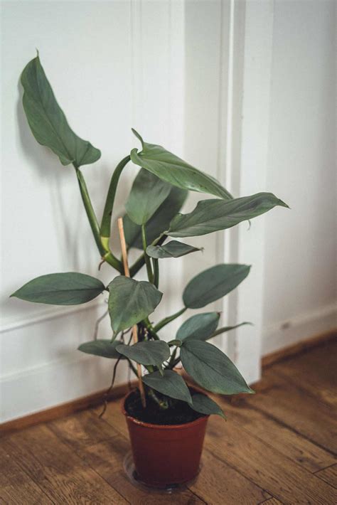 Philodendron micans Care Guide (Velvet Leaf Philodendron)