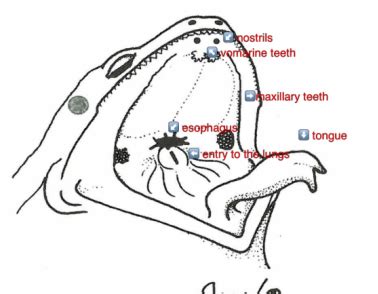 Frog Anatomy Diagrams - Anatomical Charts & Posters