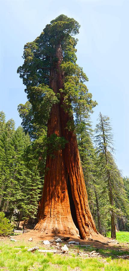 Standing Tall - Giant Sequoia Redwood Tree Sequoia National Park ...