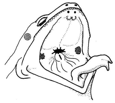 Frog Mouth Anatomy Diagram