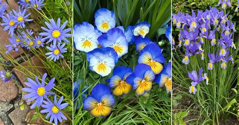 11 Best Blue and Yellow Flowers | Balcony Garden Web