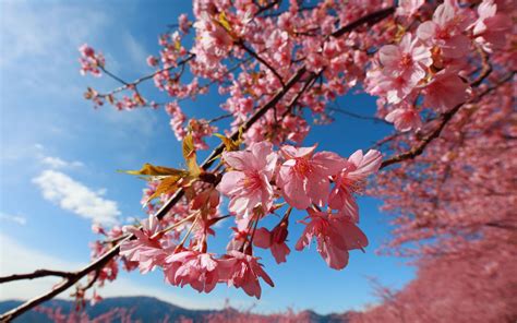 Cherry Blossom Wallpaper for Desktop - WallpaperSafari