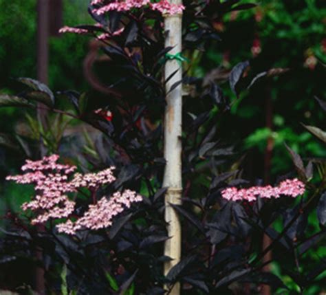 Sambucus nigra BLACK BEAUTY