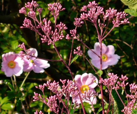 Share my Garden: Late summer flowers