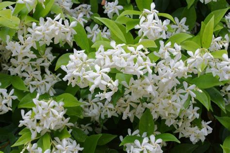 Trimming Star Jasmine - How To Prune Star Jasmine Plants In The Garden ...