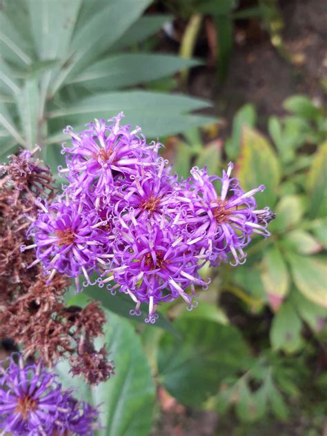 Vernonia gigantea (Walter) Trel. | Plants of the World Online | Kew Science