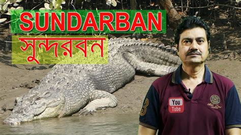 Big crocodile, Sundarbans National Park, Fisherman - YouTube