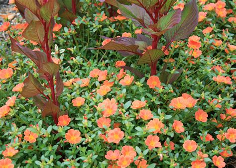 Old purslane has new value in summer heat | Mississippi State ...