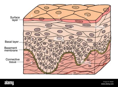 Stratified squamous epithelium hi-res stock photography and images - Alamy