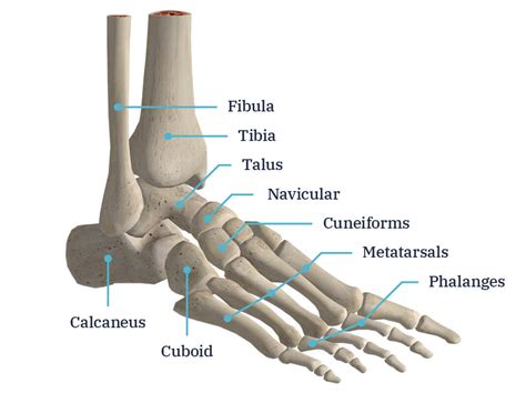 Foot and ankle anatomy explained by surgeon Andy Hughes