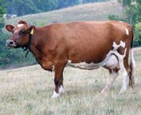 Ayrshire Cattle - The Livestock Conservancy