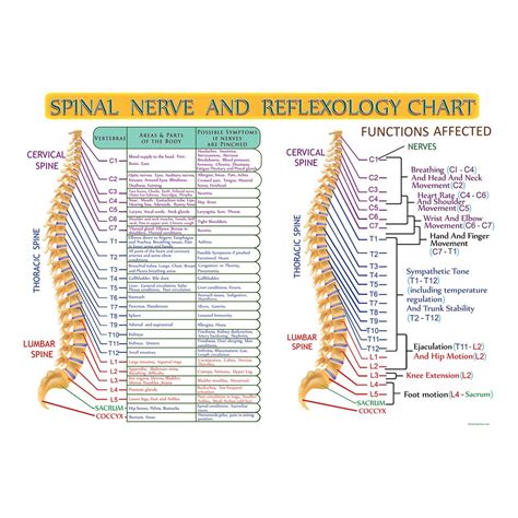 Spinal Nerves Chart