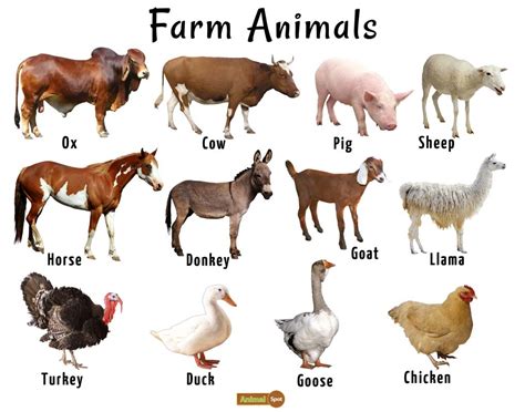 Farm Animals List, Facts, and Pictures