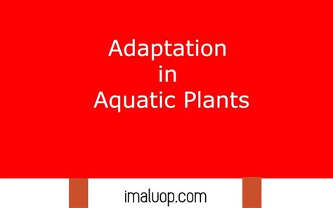 Adaptation in Aquatic Plants - Imaluop - IMALUOP